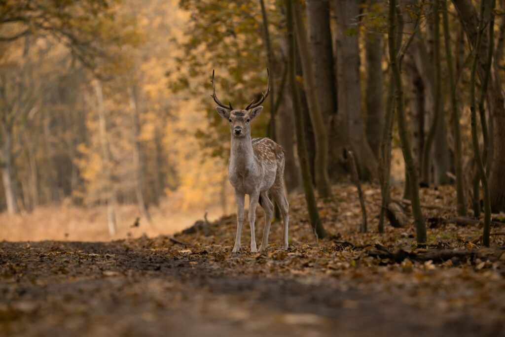 fallow-deer-5749914_1920